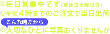 写真現像 写真プリント シャシンヤドットコム